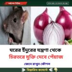 ঘরের ইঁদুরের যন্ত্রণা থেকে চিরতরে মুক্তি দেবে পেঁয়াজ