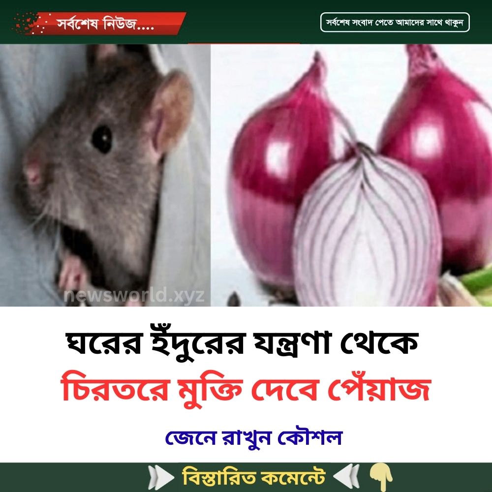 ঘরের ইঁদুরের যন্ত্রণা থেকে চিরতরে মুক্তি দেবে পেঁয়াজ