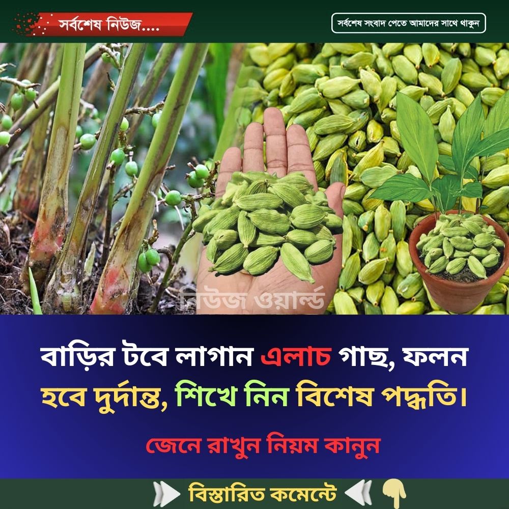 বাড়ির টবে লাগান এলাচ গাছ, ফলন হবে দুর্দান্ত, শিখে নিন বিশেষ পদ্ধতি।