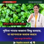 পুদিনা পাতার অজানা কিছু ব্যবহার, যা আপনাকে অবাক করবে