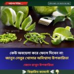 কেউ অবহেলা করে ফেলে দিবেন না:  জানুন লেবুর খোসার অবিশ্বাস্য উপকারিতা