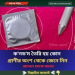 ক.নড.ম তৈরি হয় কোন প্রাণীর অংশ থেকে