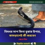 বিষধর সাপ কিনা বুঝার উপায়, কামড়ালেই কী করবেন