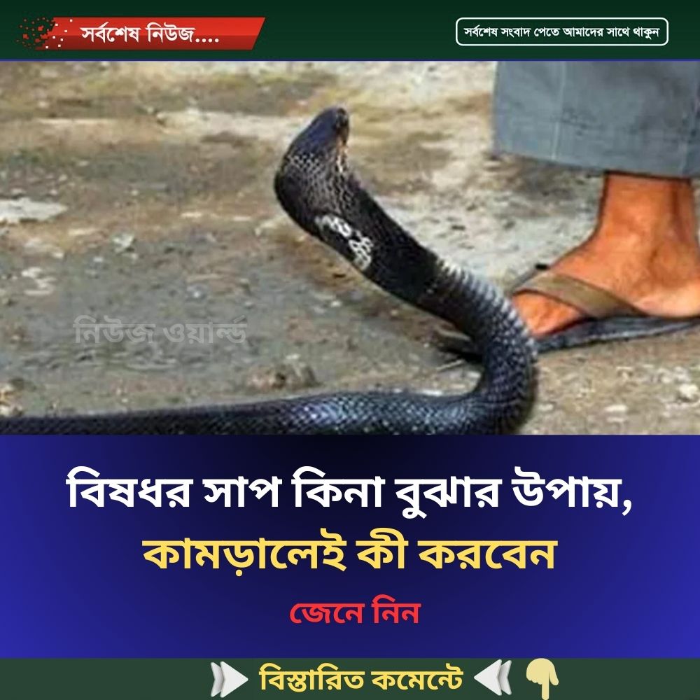 বিষধর সাপ কিনা বুঝার উপায়, কামড়ালেই কী করবেন
