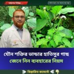 যৌ’ন শক্তির ভান্ডার হাতিসুর গাছ জেনে নিন ব্যবহারের নিয়ম