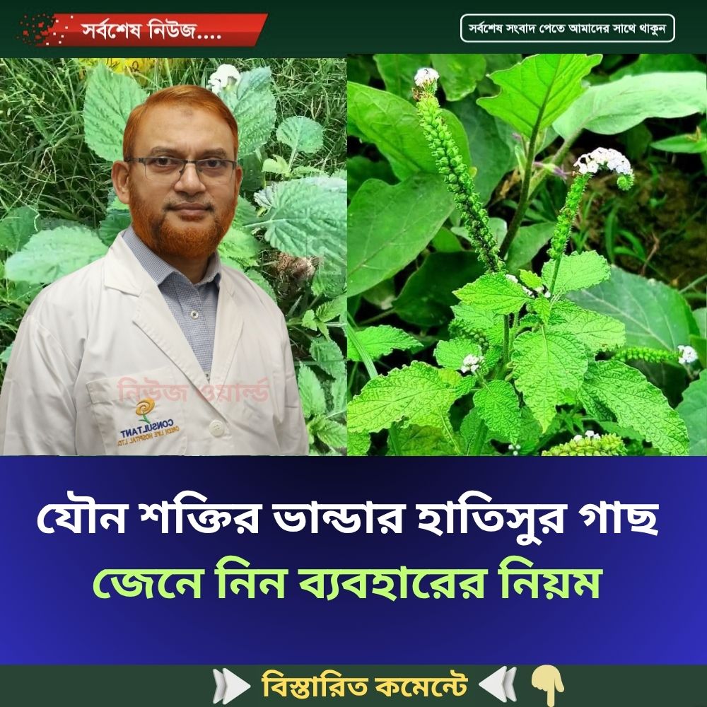 যৌ’ন শক্তির ভান্ডার হাতিসুর গাছ জেনে নিন ব্যবহারের নিয়ম
