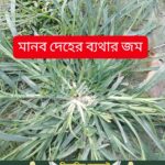 মানব দেহের বেথার জম হচ্ছে…see more