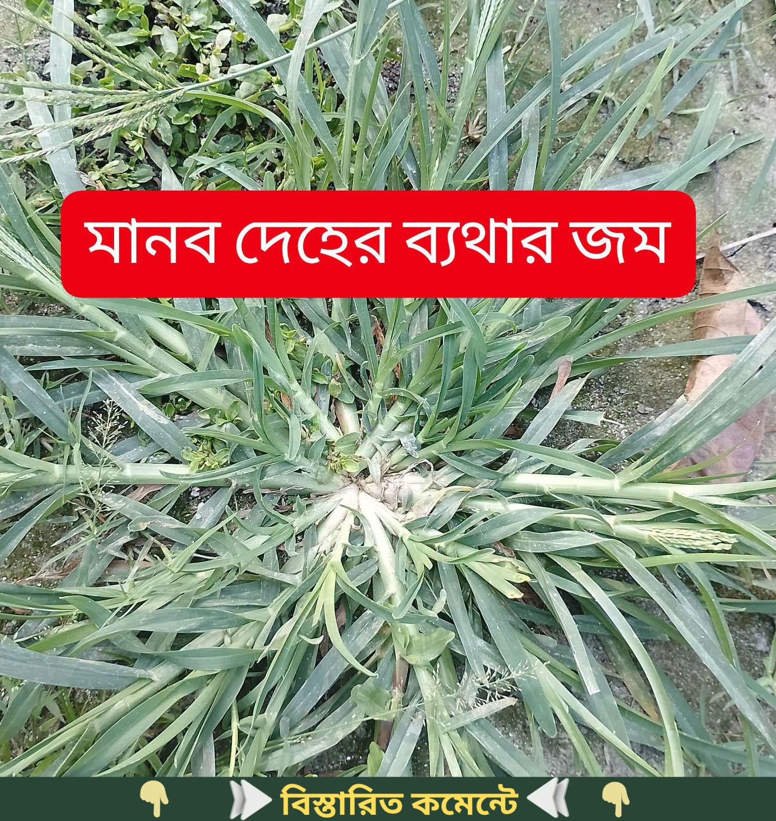 মানব দেহের বেথার জম হচ্ছে…see more